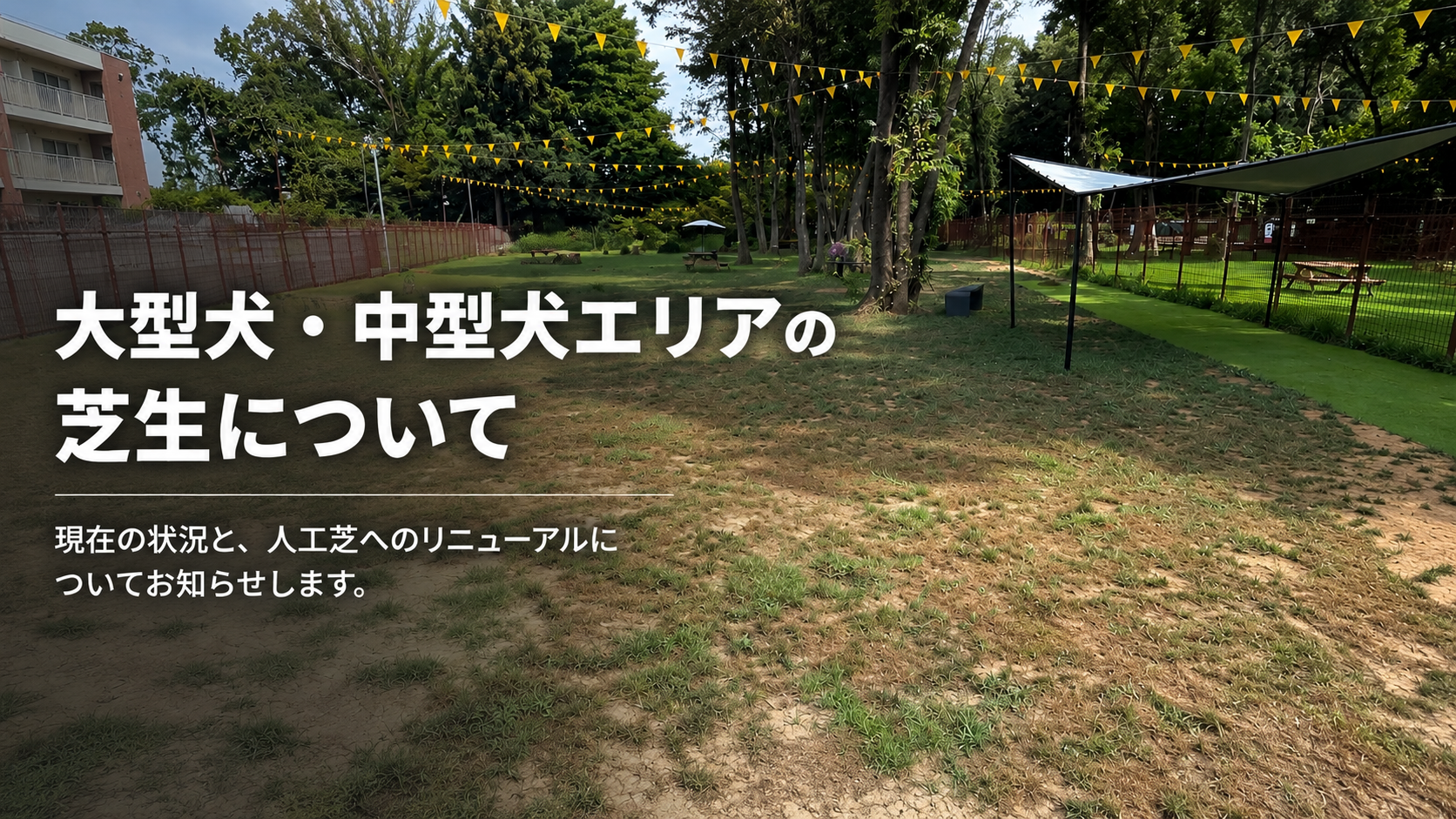 【重要】大型犬・中型犬エリアの芝生についてのお知らせ